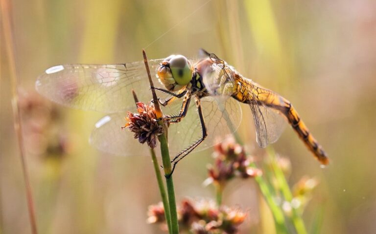 What Does a Swarm of Dragonflies Mean? Symbolism, Science, and Signs