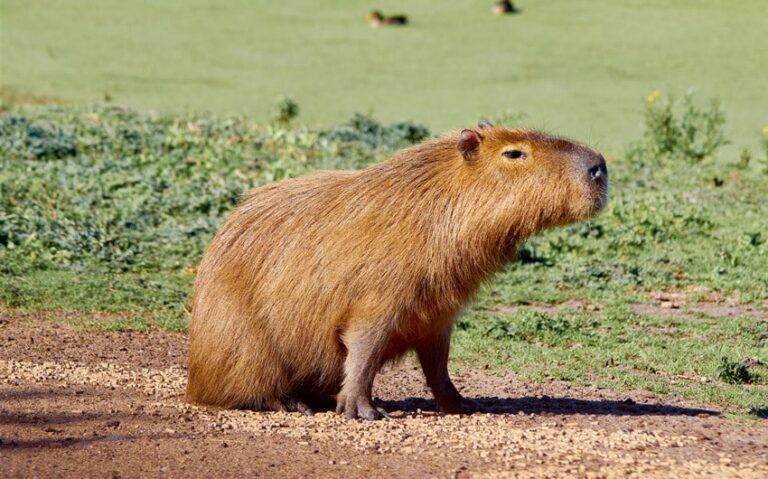 Why Are Capybaras So Friendly and Weirdly Chill Around Everyone?