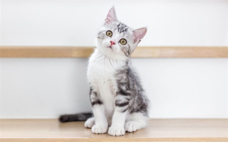 Why Are Cats So Affectionate? Understanding the Soft Side of the Fierce