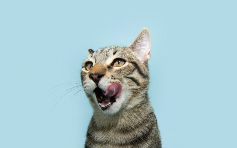 Why Are Cats’ Tongues So Rough? The Prickly Secret Behind the Purr