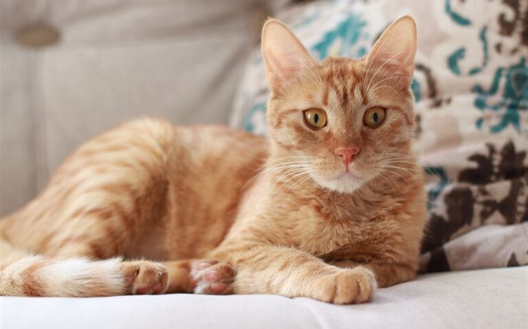 Why Orange Cats Seem So Dumb (And Why I Love Them Anyway)