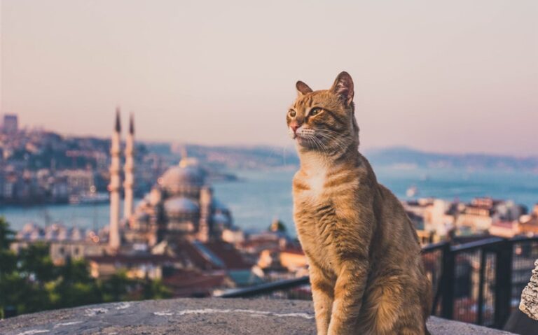 Why Are There So Many Cats in Istanbul and How the City Embraces Them