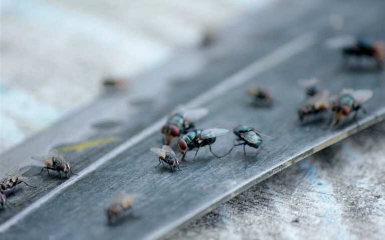 Why Are There So Many Flies Outside My House?