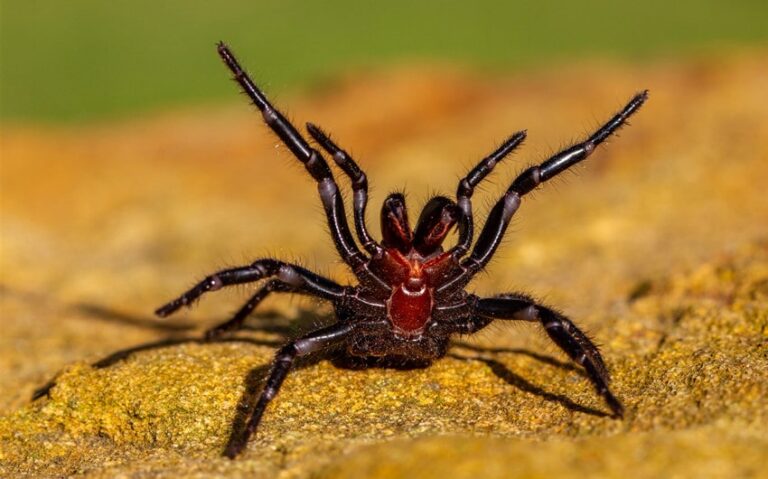 Why There Are So Many Spiders in Australia and What It Means