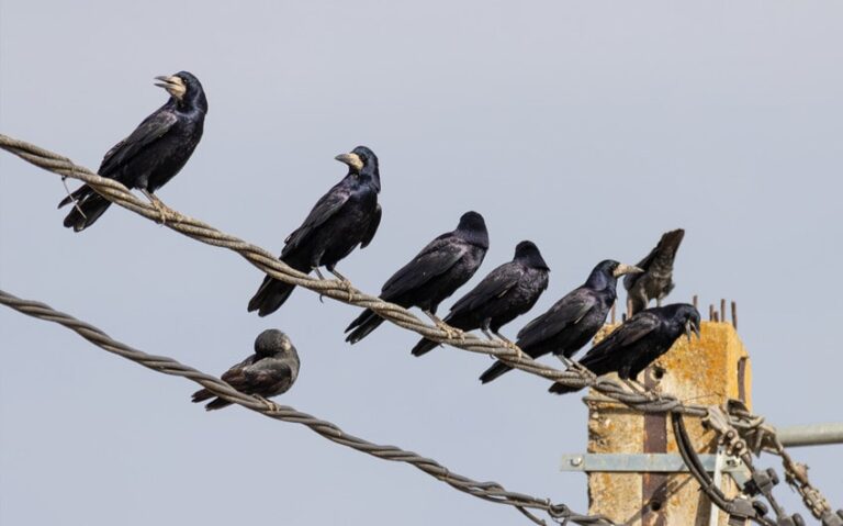 Why Do Crows Gather and What Their Behavior Really Reveals